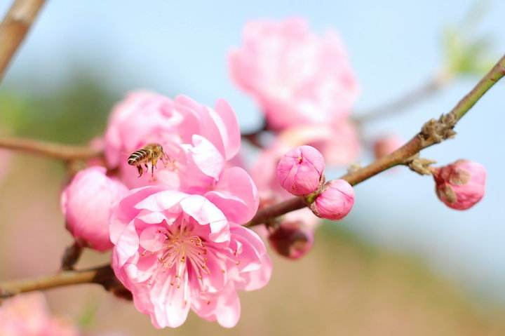 【蜜蜂养殖】蜜蜂来家里是福还是祸