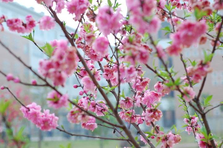 【蜜蜂养殖】蜜蜂来家里是福还是祸
