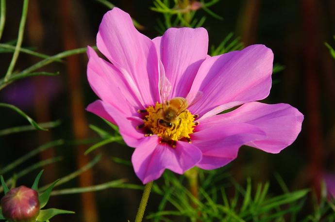 【蜜蜂养殖】蜜蜂来家里是福还是祸