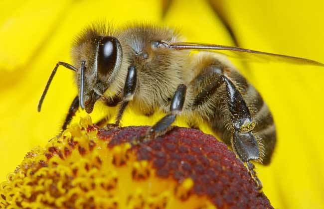 【蜜蜂知识】新手养蜂需要了解哪些有关蜜蜂的知识
