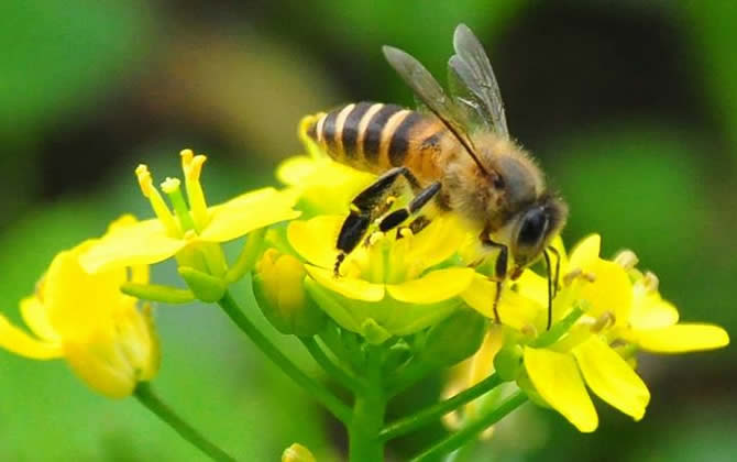 蜜蜂一生能采多少蜂蜜