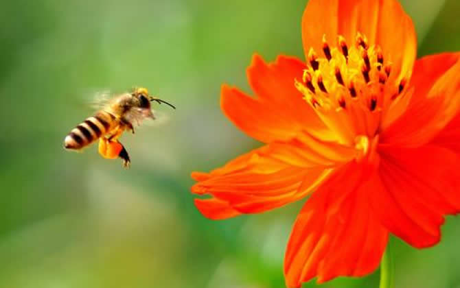 蜜蜂一生能采多少蜂蜜