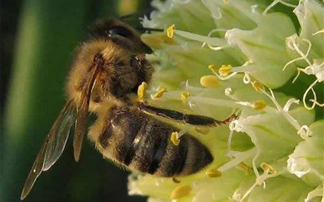 【蜜蜂知识】东北黑蜂是什么蜂种