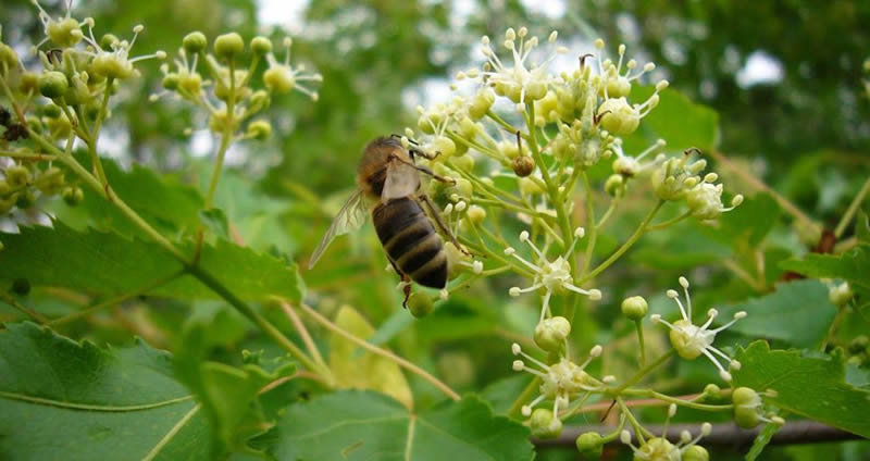 【蜜蜂知识】东北黑蜂是什么蜂种