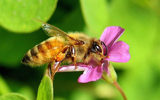 新手从事蜜蜂养殖，一年能收入十万元吗