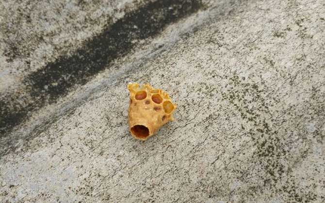 蜜蜂王台是怎么形成的