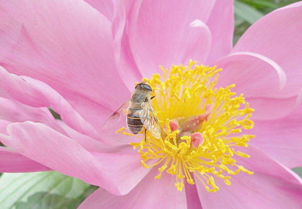 【蜜蜂知识】2019年蜜蜂多少钱一箱