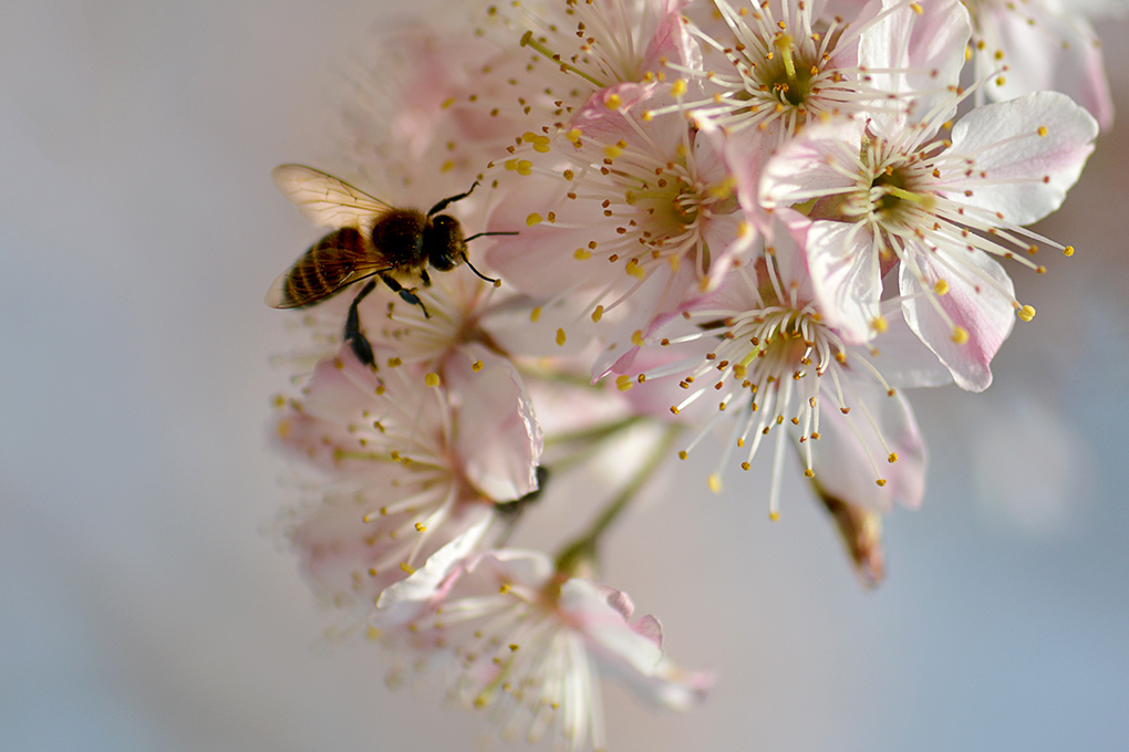 蜜蜂能飞多高