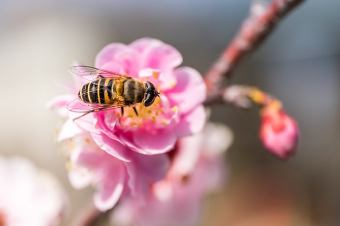 蜜蜂是凭什么找到自己的家