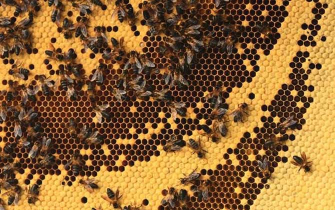 世界上体型最大的蜂是什么