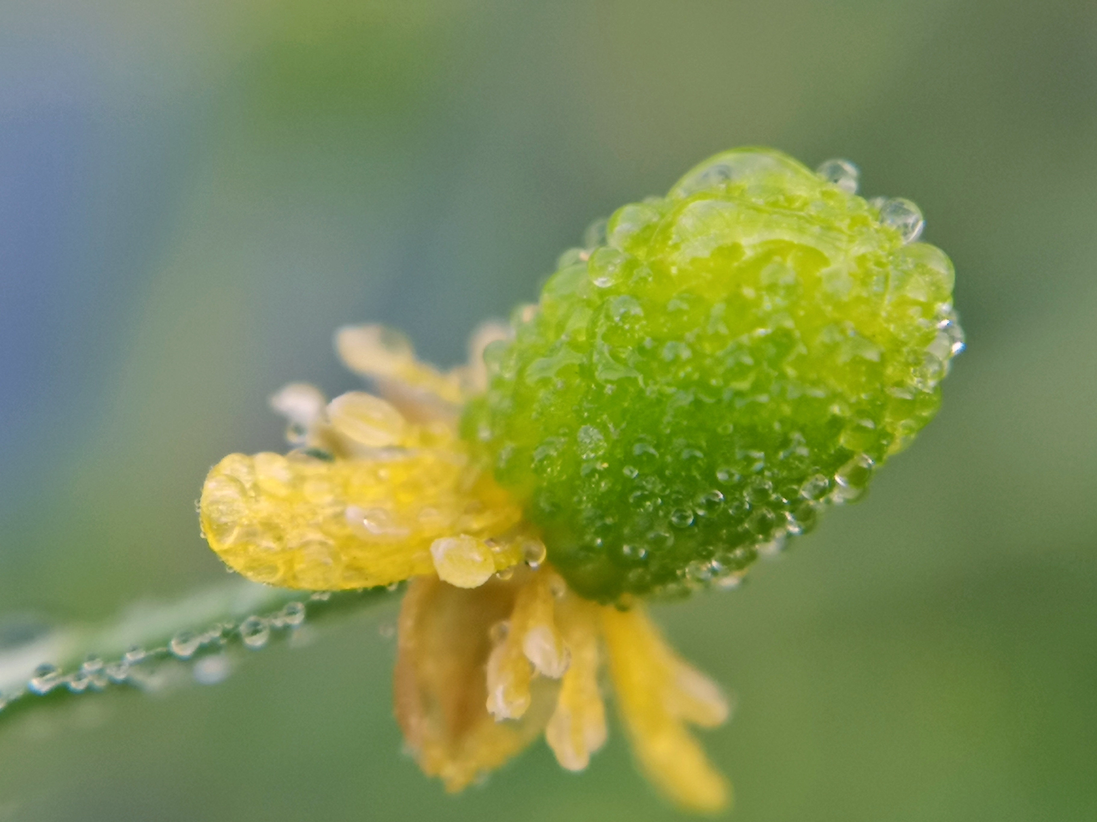 蜜蜂的花粉是干嘛用的（蜜蜂用花粉来干嘛）