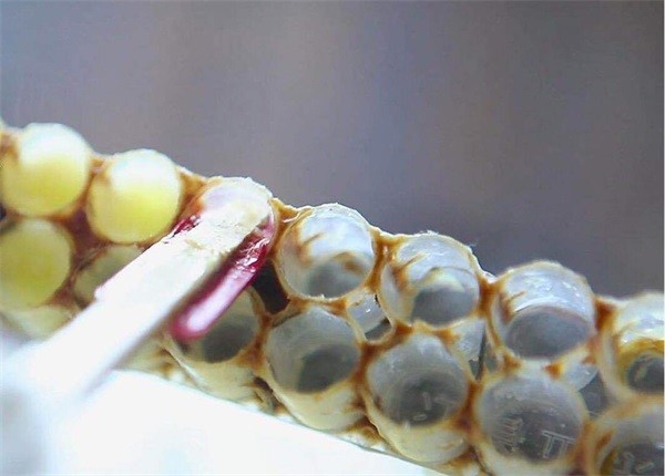 冷冻后的蜂王浆很硬，蜂王浆冻了怎么吃