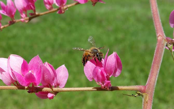 蜜蜂采蜜是什么行为