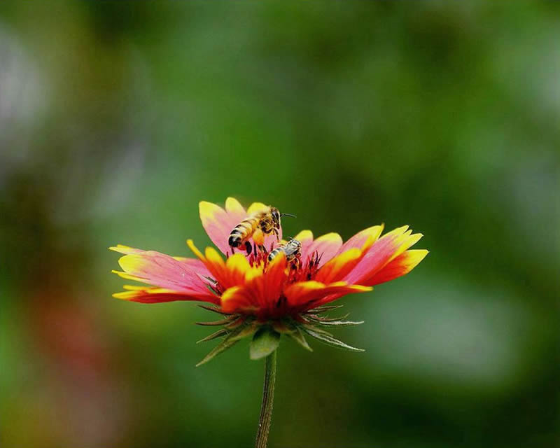 【蜜蜂知识】蜜蜂为什么正在逐渐消失