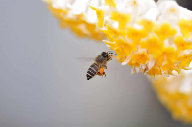 【蜜蜂知识】蜂王不产卵的原因
