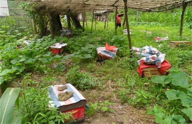 【蜜蜂养殖】意蜜蜂养殖技术及注意事项