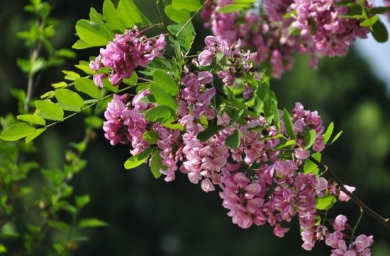 【蜜蜂养殖】意蜜蜂养殖技术及注意事项