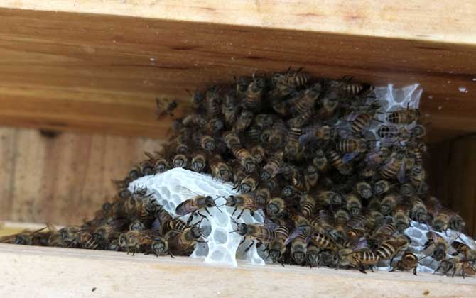 人工王台怎么做的（人工王台怎么做最简单）
