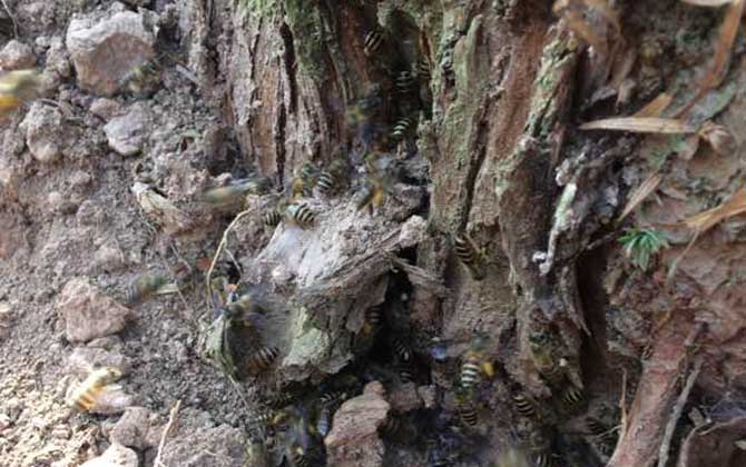 野生蜜蜂什么时候分蜂