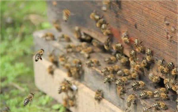 【蜜蜂知识】东北黑蜂的盗性强吗