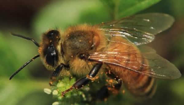 【蜜蜂知识】东北黑蜂的盗性强吗