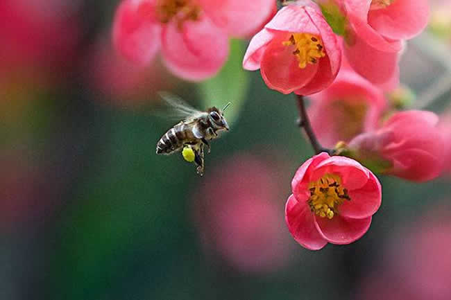 【蜜蜂知识】蜜蜂采蜜对花有什么好处