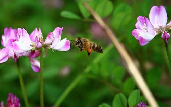 蜜蜂养殖如何防止分蜂