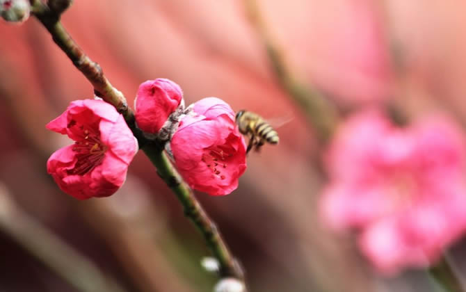 蜜蜂养殖如何防止分蜂