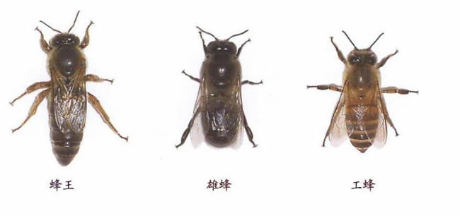 【蜜蜂知识】在蜂群中如何辨别蜂后