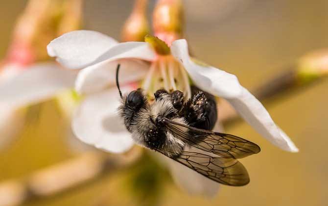 【蜜蜂知识】40箱蜂一年赚多少钱