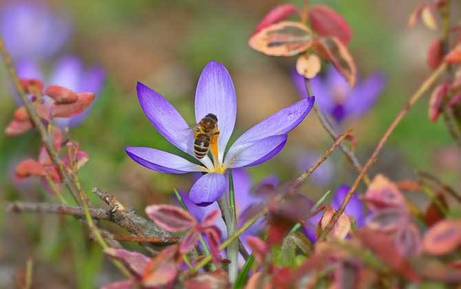 【蜜蜂知识】40箱蜂一年赚多少钱