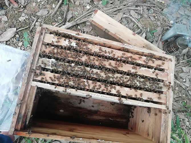 想养蜜蜂到哪里买蜂种