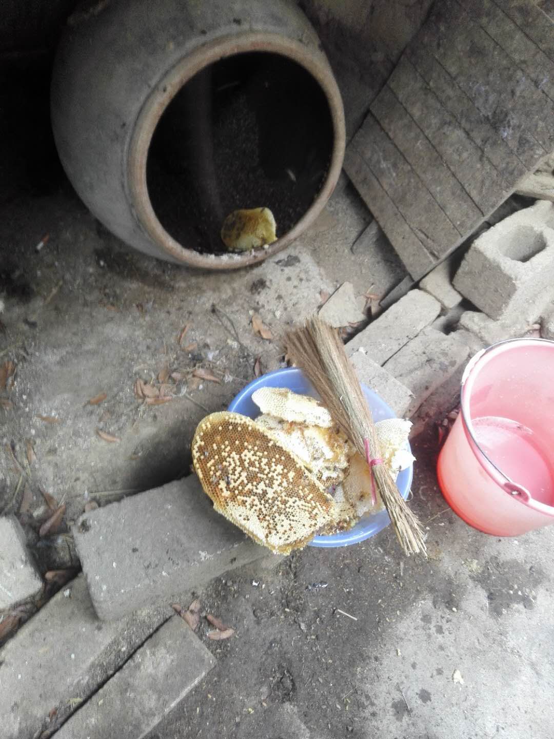想养蜜蜂到哪里买蜂种（买蜜蜂养哪里才能买到）