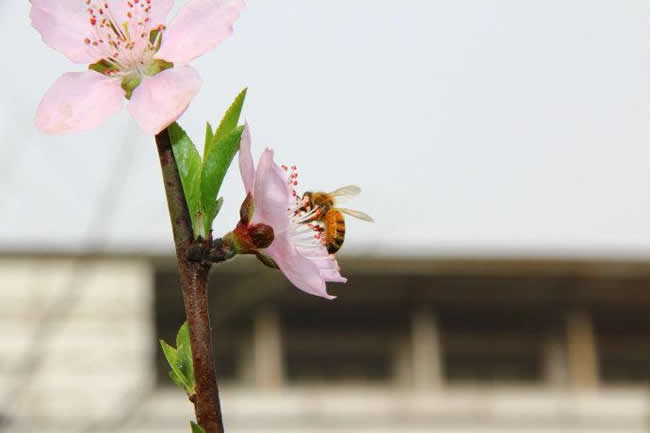 蜜蜂身上的灰白色物体是什么