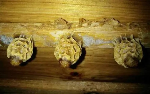 王台基里面的幼虫是工蜂喂食吗