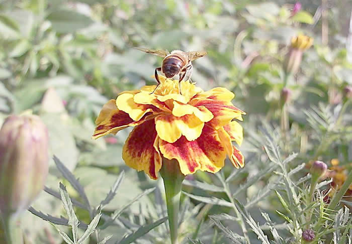 【蜜蜂知识】蜂王不产卵是什么原因