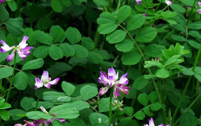 蜜源植物种类及图片大全
