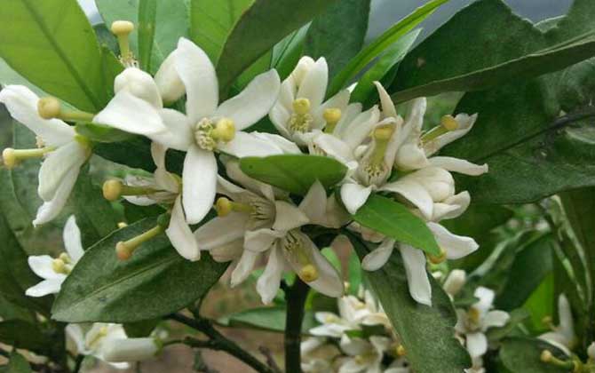 蜜源植物种类及图片大全