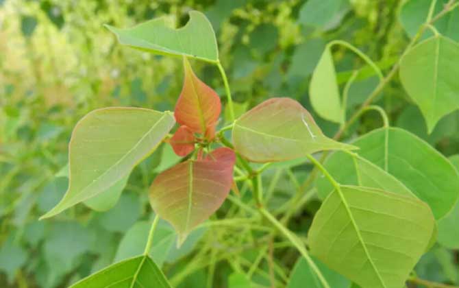 蜜源植物种类及图片大全