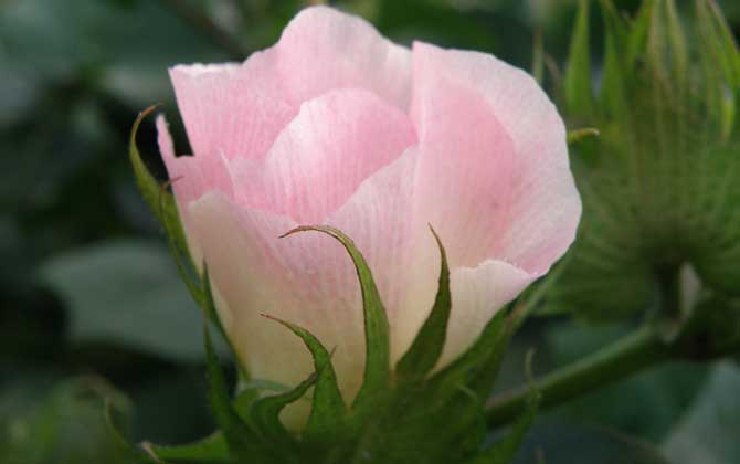 蜜源植物种类及图片大全