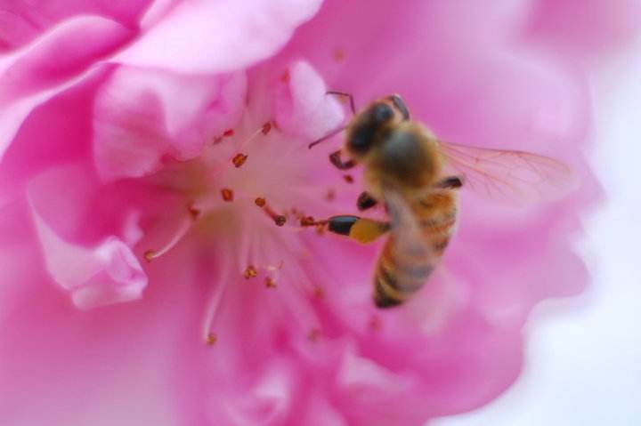 【蜜蜂知识】关于蜜蜂的知识有哪些