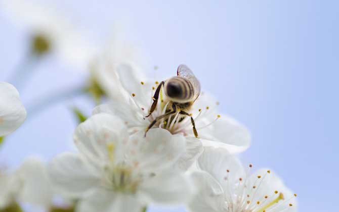 蜜蜂蜇人预示什么