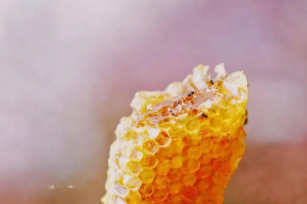 鸭脚木蜂蜜和野桂花蜜哪个好