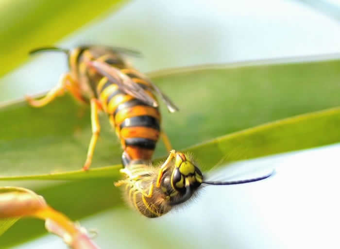 【蜜蜂知识】蜂王的寿命有多长