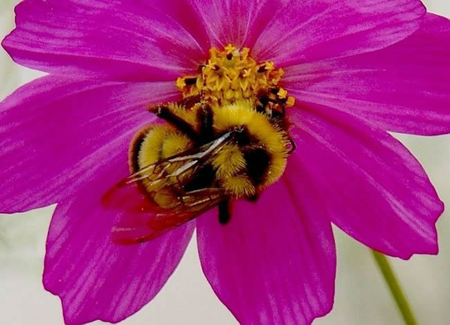 【蜜蜂知识】蜂王的寿命有多长