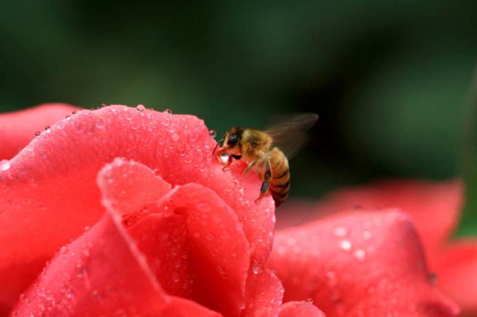 【蜜蜂知识】蜜蜂什么时候分蜂