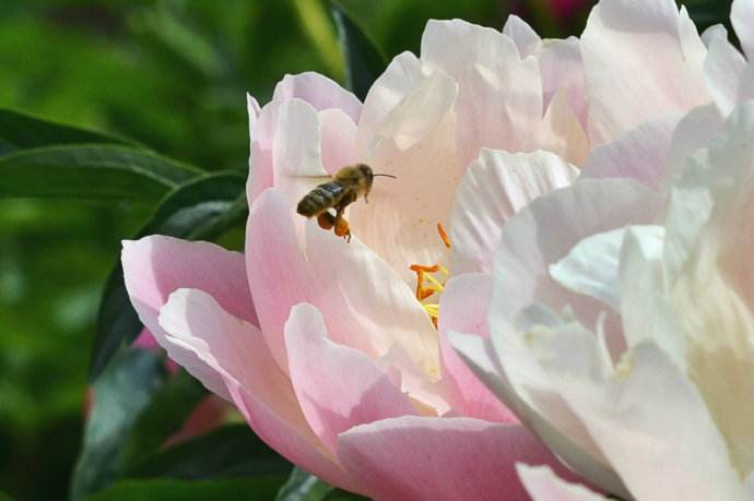 【蜜蜂知识】蜜蜂什么时候分蜂