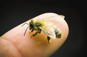 被蜜蜂蜇了如何快速有效消肿