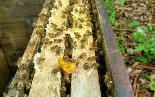 养蜂人怎么养蜜蜂