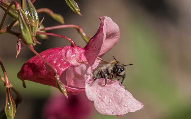 蜜蜂是害虫还是益虫